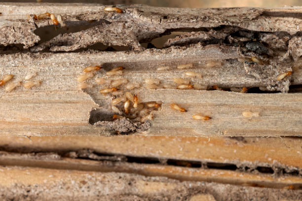 Best Affordable Pest Control Services  in Orion, IL